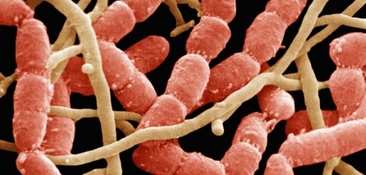 Bakterie v kolonii jsou ve vzájemném kontaktu (ilustrační foto).