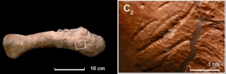 Rýhy na kostech paleontologové přisuzují zubům jiných tyranosaurů.