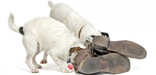 Pes si může kousáním bot vynucovat pozornost...