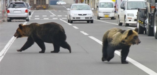 Medvědi v japonských ulicích překvapili.