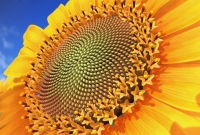 V uspořádání semen v květenství slunečnice lze odhalit matematické zákonitosti.