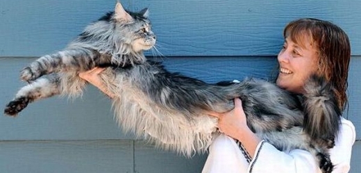 Kocour Stewie je se svými 123,2 cm nejdelší domácí kočkou světa.