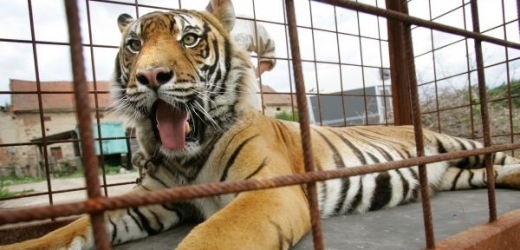 Neplodný tygr se plzeňské zoo nevyplatí, pošlou ho do Makedonie.