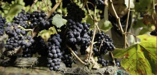 Raritní víno bylo vyrobeno ještě před napadením portugalských vinic zhoubnou fyloxerou.