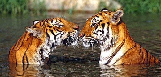 Asijskou tygří populaci likvidují pytláci a ilegální obchod.