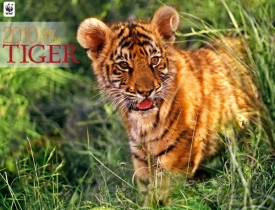 Letošek je rokem tygra podle čínského kalendáře i podle Světového fondu na ochranu divočiny.