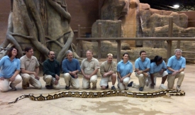 Nejdelší had na světě měřil přes sedm metrů a vážil 130 kilogramů.