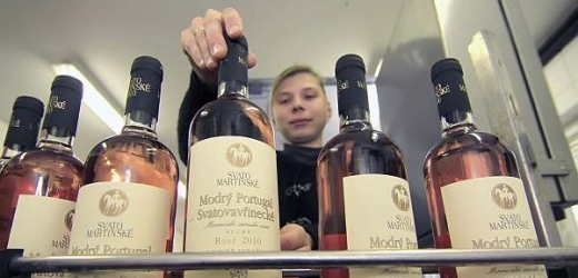 Vinaři už připravují dodávky Svatomartinského vína na trh.
