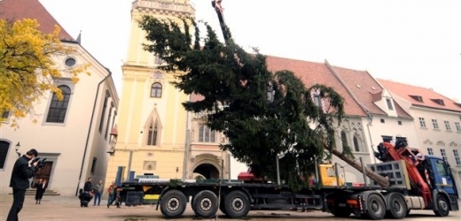 Vánoční krasavec z Bratislavy.