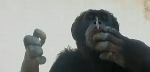 Šimpanz Omega míří na ozdravnou kúru z Bejrútu do Sao Paula.