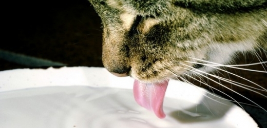 Kočka se při pití jen lehce dotýká hladiny svrchní stranou jazyka stočeného k tělu.