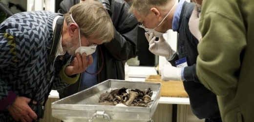 Vědecký tým má na prozkoumání ostatků čas do pátku 19. listopadu.