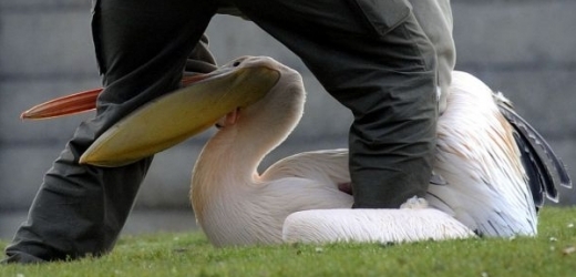 Lidé museli zmatené pelikány pochytat (ilustrační foto).