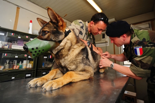 Zraněný francouzský pes na ošetřovně v Afghánistánu.