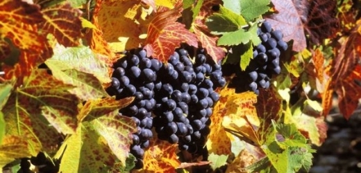 Chuť mlaého vína z Beaujolais přípomíná maliny, lesní jahody a rybíz.
