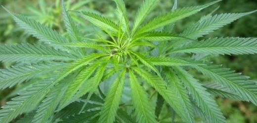 Cannabis na předpis dostanou pacienti v Kandě, USA, Izraeli či Anglii.