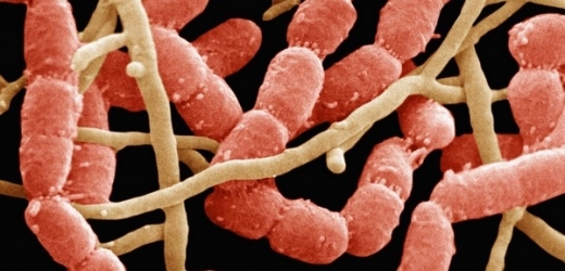 Bakterie přežijí prakticky všude (ilustrační foto).