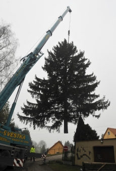 Strom pokáceli dřevorubci v sobotu, do Prahy se dostal v pondělí po půlnoci.