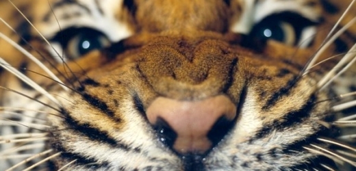 Podaří se zmenšující se populaci tygrů zachránit?