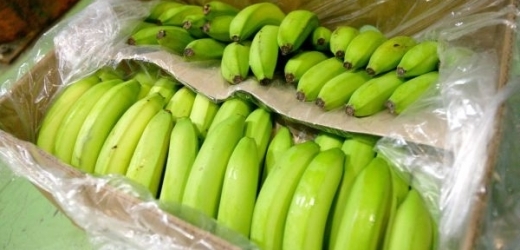 Díky Mozartově hudbě prý mají banány sladší chuť.