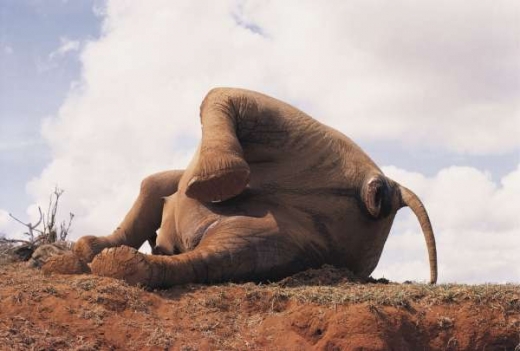 Slon zabitý pytláky v Keni.