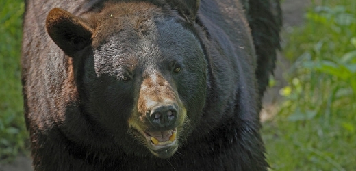 Medvěd (ilustrační foto).