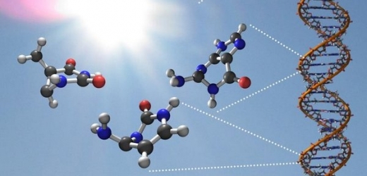 Báze (jednoduché molekuly A, C, G a T) nesoucí v DNA dědičnou informaci, vzdorují UV záření.