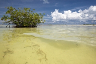 Cancún vystavěli před čtyřiceti lety, zmizelo kvůli němu spousta mangrovů.