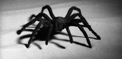 Americké úřady zadžely pašeráka s pavouky.