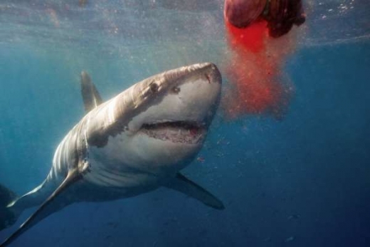 Lákání žraloků na krvavou návnadu - chumming.