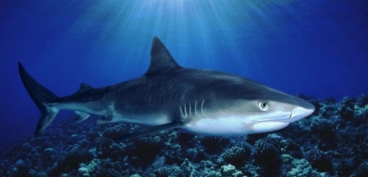 Na člověka útočí žraloci jen sporadicky, vlastně omylem (ilustrační foto).