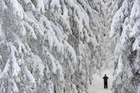 Těžký sníh může lámat větve stromů.