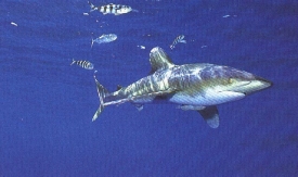 Žralok Carcharhinus longimanus. Prý jeden z egyptských útočníků (ilustrační foto).