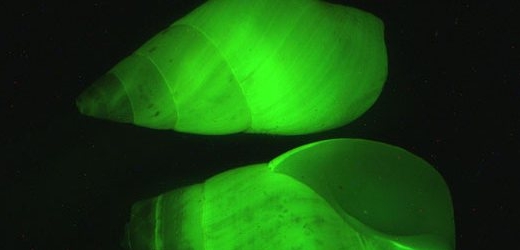 Ulita plže Hinea brasiliana rozptyluje zelené světlo vytvářené pod jejím povrchem.