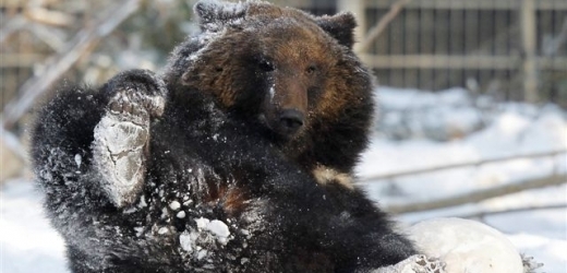 Medvědi ve sněhu se nyní válejí v různých zoo (foto z Bernu).