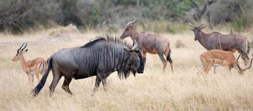 Botswana je bohatá na divoká zvířata.