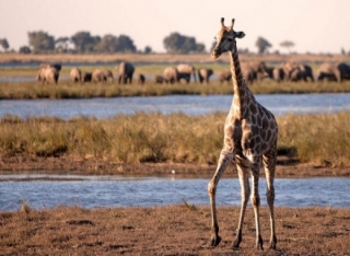 Botswanská safari pouští jenom málo turistů.