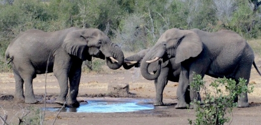 Sloni obývající savanu (na obrázku) patří k jinému druhu než sloni z afrických pralesů.