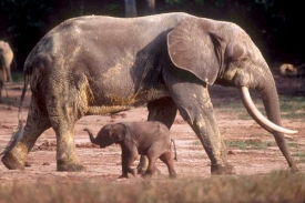 Pralesní slon je o metr nižší a o polovinu lehčí než slon africký žijící v savaně.