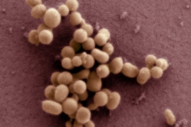 Bakterie řízená DNA sestrojenou v laboratoři.