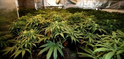 Policie kromě marihuany u muže našla i vybavení na výrobu drog (ilustrační foto).