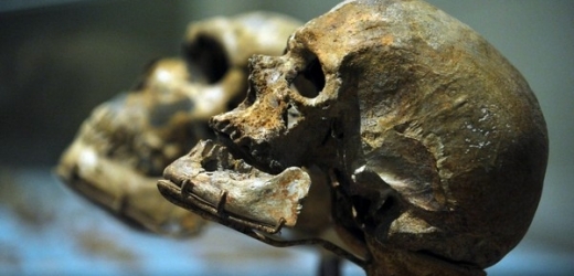 Historie rodu Homo je mnohem spletitější, než jsme si mysleli (ilustrační foto).
