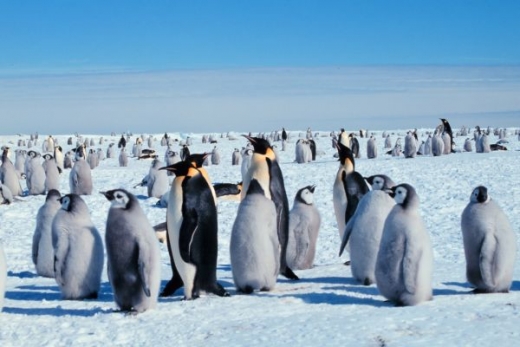 Nedaleko stanice Halley pobývají tučňáci císařští.