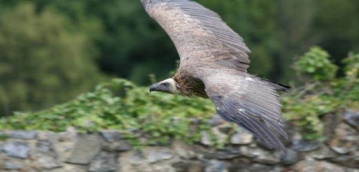 Sup bělohlavý dokáže létat ve výšce přesahující deset kilometrů.