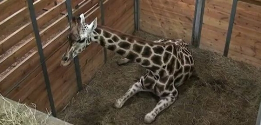 Jeden ze záběrů videa z pražské zoo, kde žirafa porodila mládě.