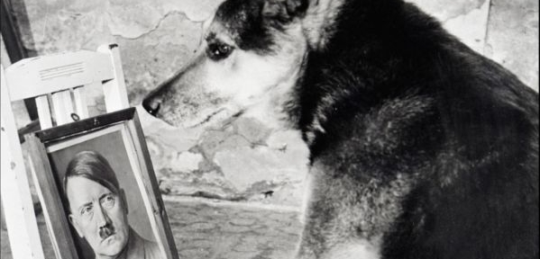 Den norske hunden Hitler visste å hyle, nazistene var etter ham