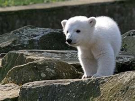 Medvídek Knut.
