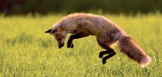 Magnetický kompas lišky využívají při lovu ve sněhu a ve vysokém podrostu.