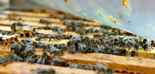 Počet včelstev se vzpamatovává po epidemii varroázy.