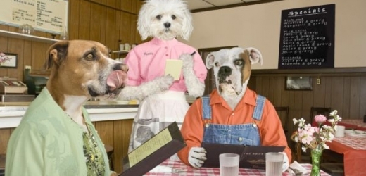 V Brazílii otevřeli zdravou psí restauraci. (ilustrační foto)